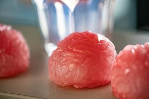 Foremka lodowa - MÓZGI