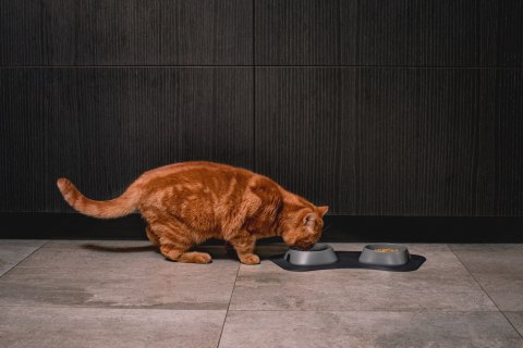 Miska płytka BEŻOWA FIBOO