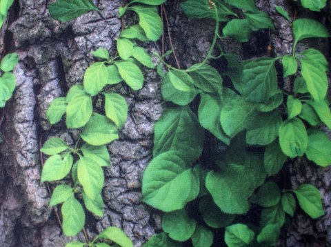 Poduszka - CREEPER 40x40 cm