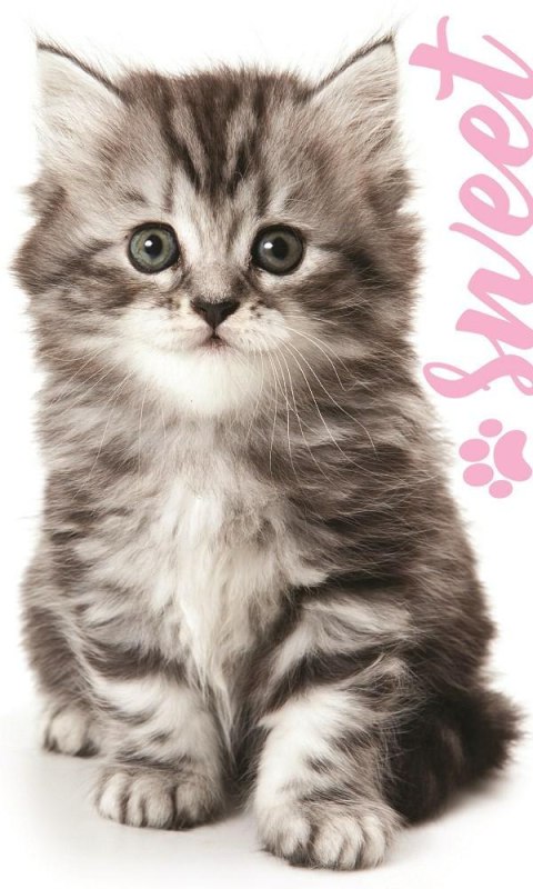 Ręczniczek do przedszkola 30x50 Kot dziecięcy Babies