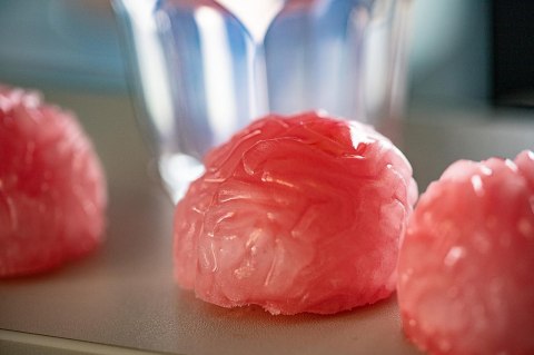 Foremka lodowa - MÓZGI