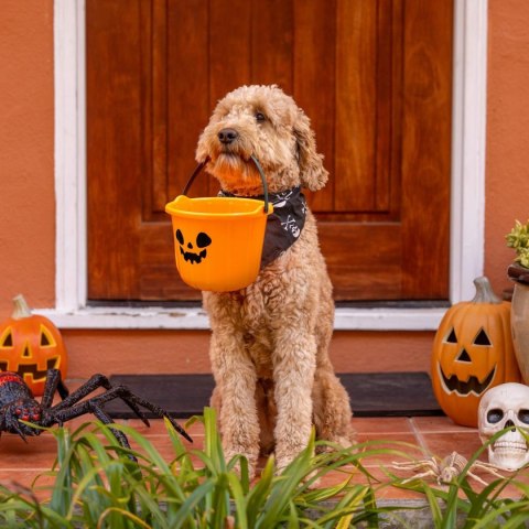 WIADRO NA CUKIERKI HALLOWEEN 17CM