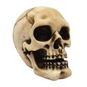 Czaszka Figurka Model Dekoracja Halloween Gadżet Prezent - MC-30683
