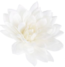 Dalia satynowa XL Cream duża główka wyobowa