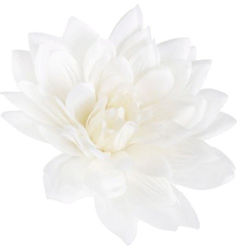 Dalia satynowa XL Cream duża główka wyobowa