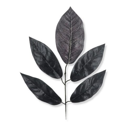 Czarny liść mango h56