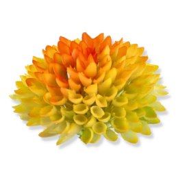 Czosnek główka kwiatowa pomarańczowo-żółta ombre
