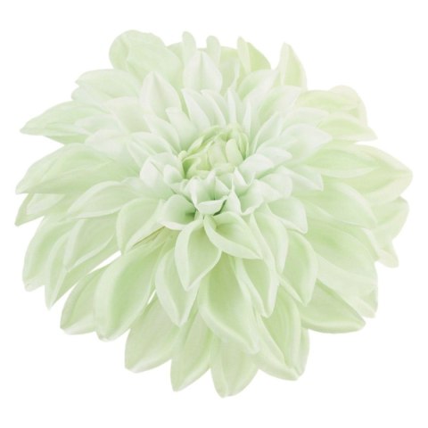 Dalia główka wyrobowa pistacjowa