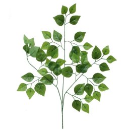 Brzoza liść brzozy