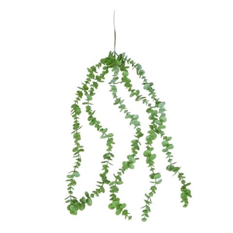 Eukaliptus zwis 74cm