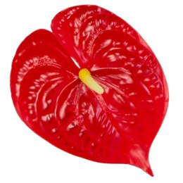 Anturium piankowa główka wyrobowa 'śliska'