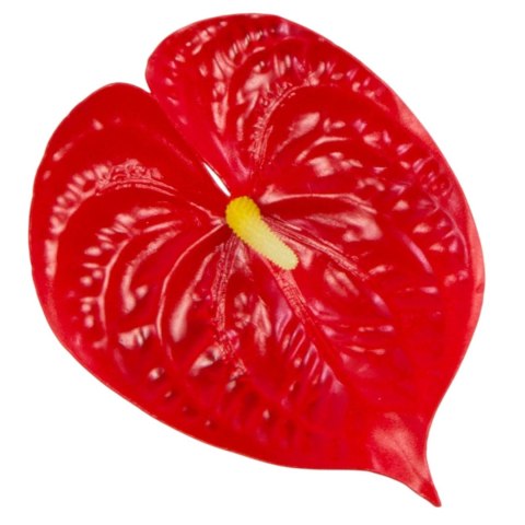 Anturium piankowa główka wyrobowa 'śliska'