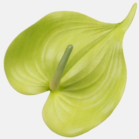 Anturium zielone seledynowe