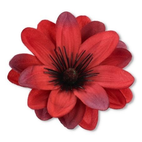 Dalia bordowo-czerwona główka wyrobowa 13cm