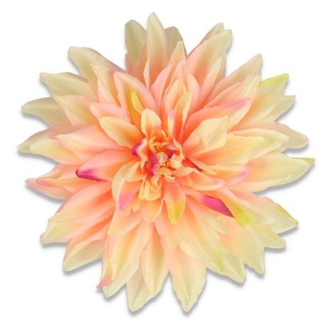 Dalia główka wyrobowa duża 20cm kremowo-różowa