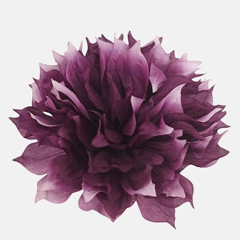 Dalia postrzępiona fioletowa